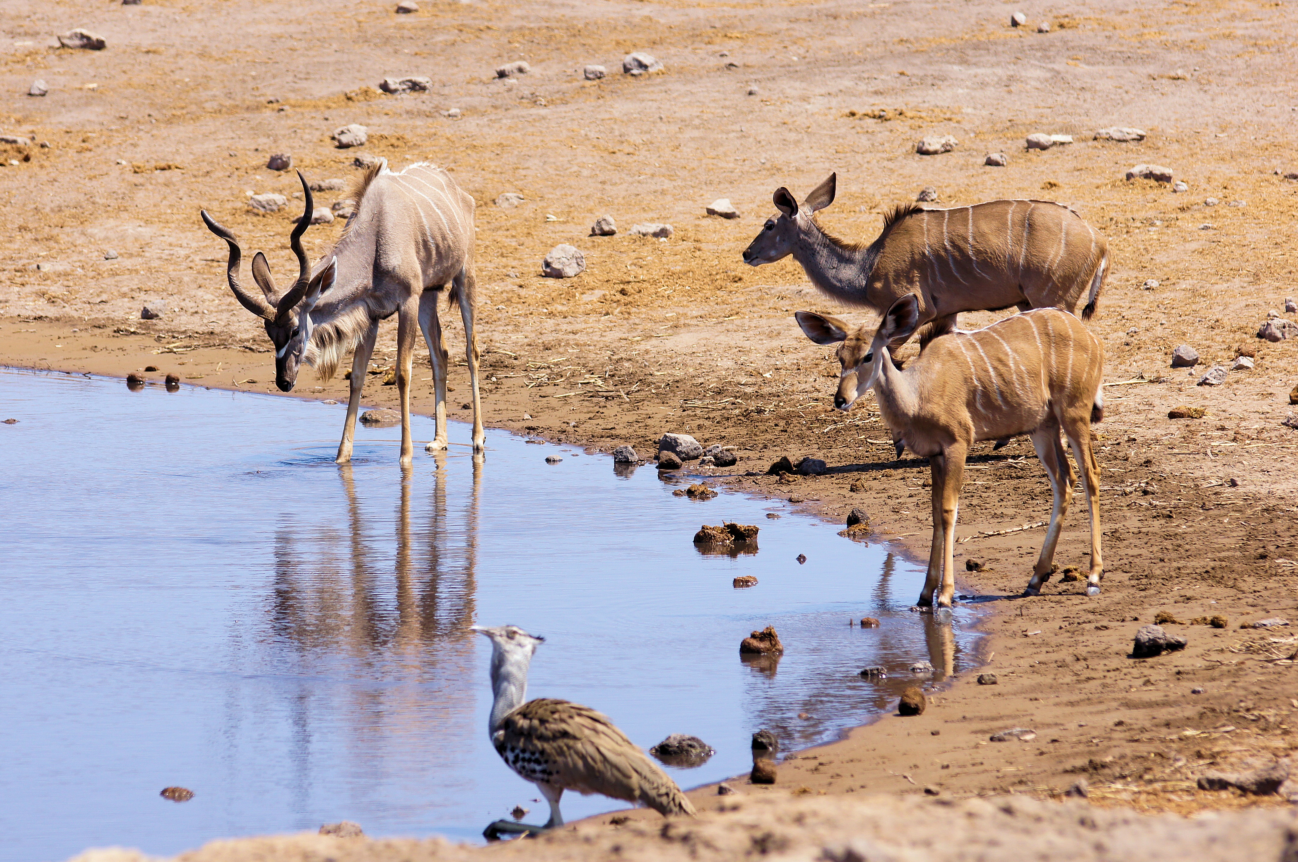 Оазис животные. Антилопы пустыни Намиб. Фауна пустынь Африки. Пустыня Намиб фауна. Животный мир пустыни Африки.